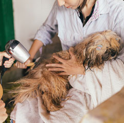 Services 17 service 01 petshop