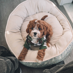 Services 20 service 04 petshop