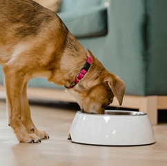 Services 18 service 02 petshop