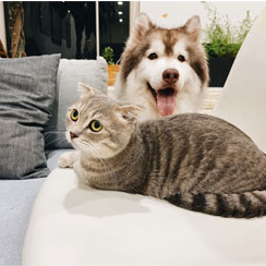 Services 24 service 08 petshop