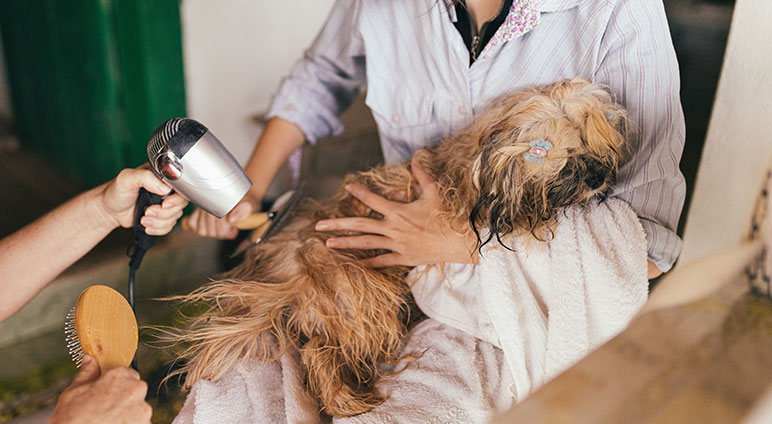 service single 02 petshop