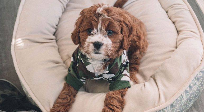 service single 04 petshop