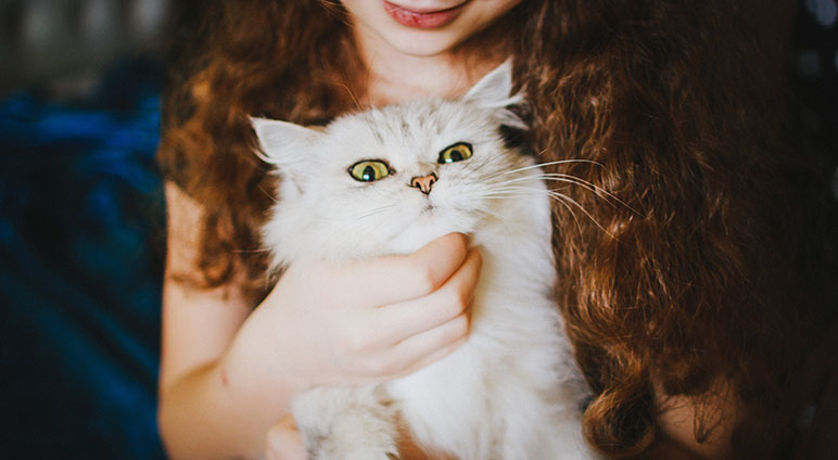 service single 06 petshop