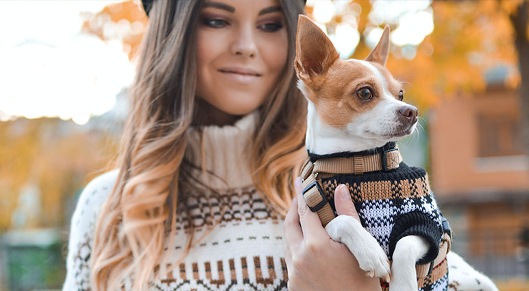 service single 07 petshop