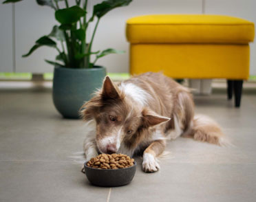 service single small petshop