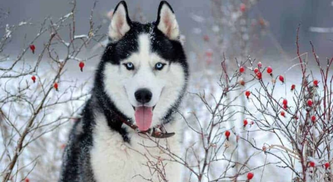 Cuidados essenciais para um husky siberiano 1 husky siberiano