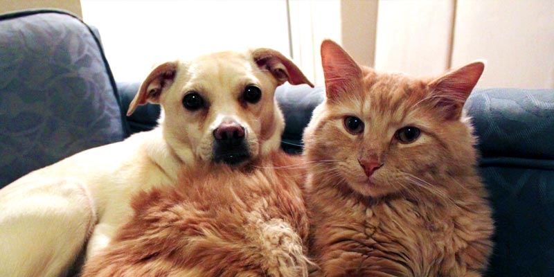 Dicas para fazer cães e gatos viverem em harmonia 2 caes e gatos harmonia