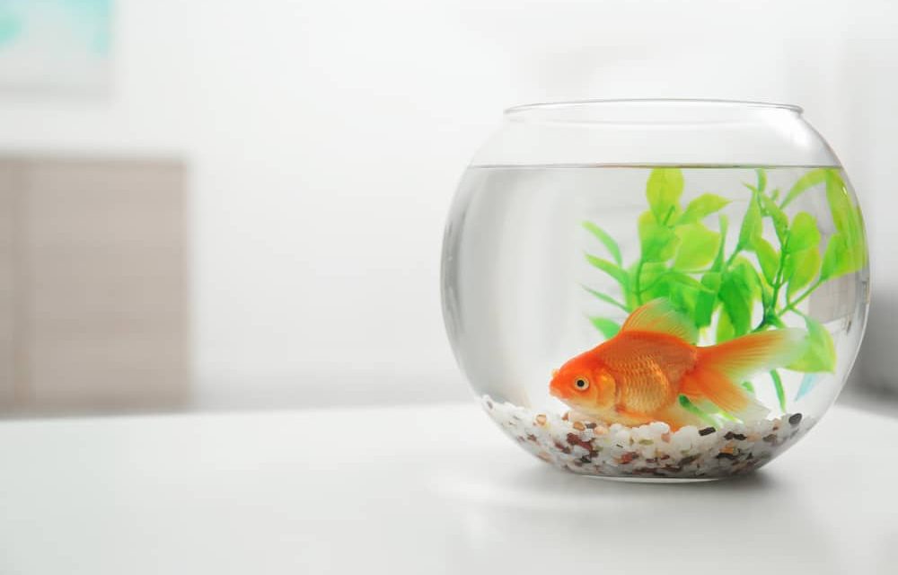 peixe de estimação