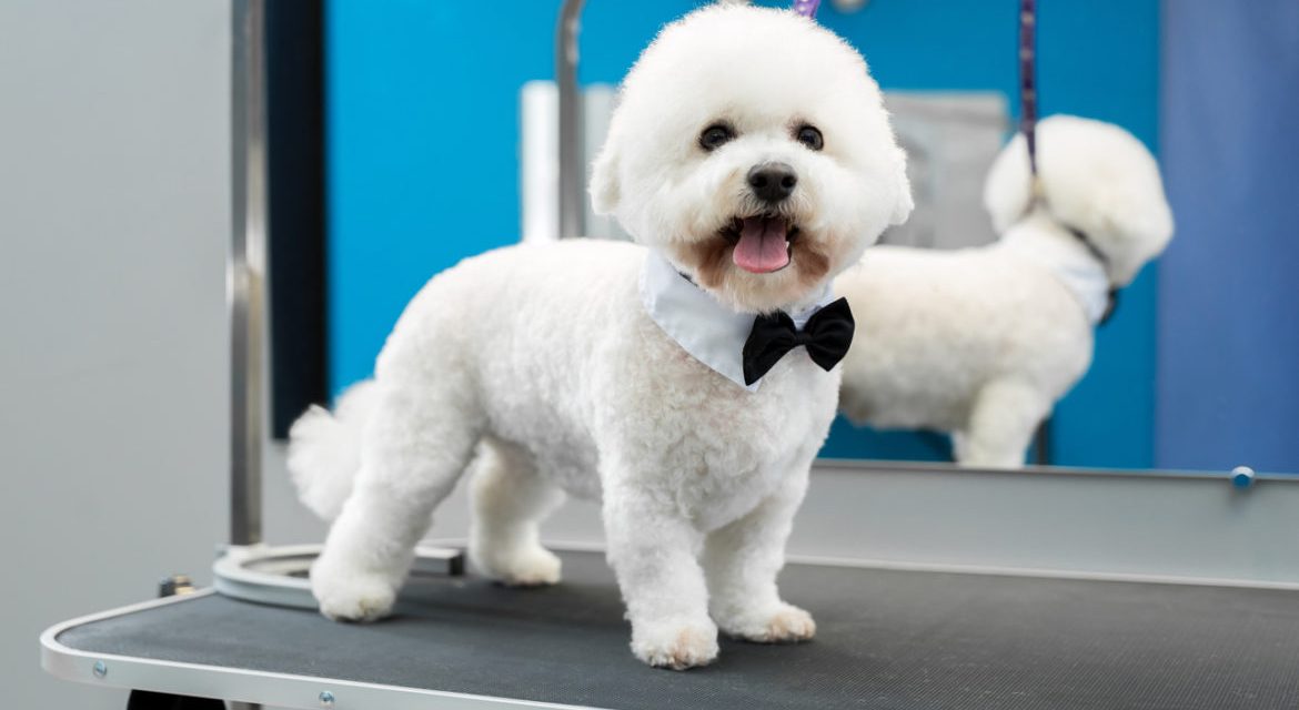 cortar poodle tesoura