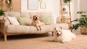 cachorro em apartamento