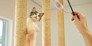 Dicas de atividades para brincar com o seu gato 3 brincar com gato